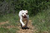 BOULEDOGUE AMERICAIN 046